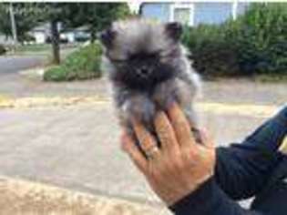 Pomeranian Puppy for sale in Salem, OR, USA