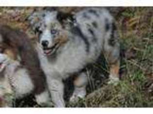Australian Shepherd Puppy for sale in Myersville, MD, USA