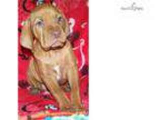 Vizsla Puppy for sale in Victoria, TX, USA