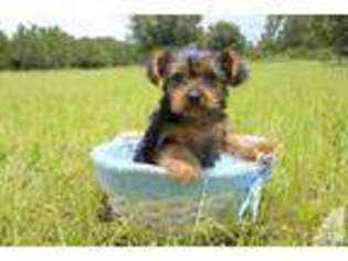 Yorkshire Terrier Puppy for sale in VENICE, FL, USA