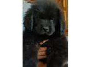 Newfoundland Puppy for sale in Caldwell, ID, USA