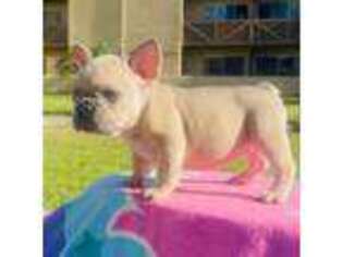 French Bulldog Puppy for sale in Santa Ana, CA, USA
