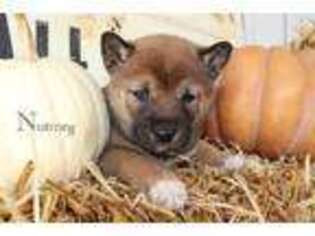 Shiba Inu Puppy for sale in Bernville, PA, USA