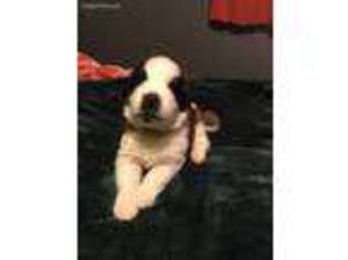 Saint Bernard Puppy for sale in Kouts, IN, USA