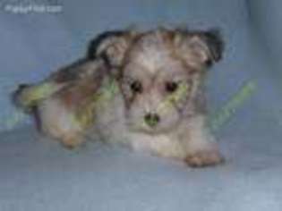 Havanese Puppy for sale in Tecumseh, MI, USA