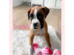 Boxer Puppy for sale in Bartlett, IL, USA