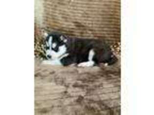 Siberian Husky Puppy for sale in Staples, MN, USA