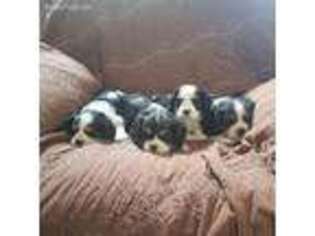 Cavalier King Charles Spaniel Puppy for sale in Las Cruces, NM, USA