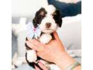 Mutt Puppy for sale in Ontario, CA, USA