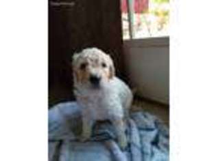 Goldendoodle Puppy for sale in Indianapolis, IN, USA