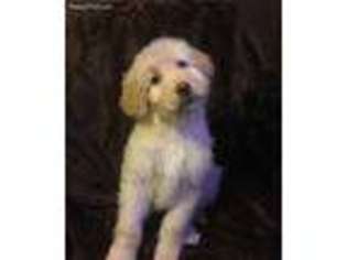 Labradoodle Puppy for sale in Vergennes, IL, USA