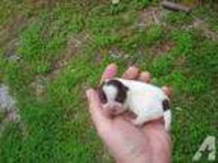 Chihuahua Puppy for sale in NASHVILLE, TN, USA