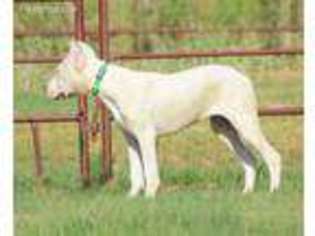 Dogo Argentino Puppy for sale in Von Ormy, TX, USA
