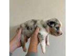 Australian Shepherd Puppy for sale in Brooksville, FL, USA