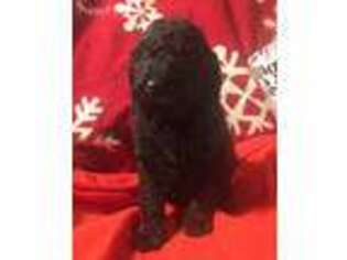 Labradoodle Puppy for sale in Antlers, OK, USA