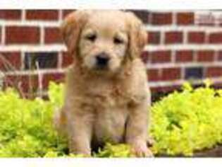 Labradoodle Puppy for sale in Lancaster, PA, USA