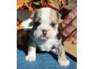 Bulldog Puppy for sale in Everest, KS, USA