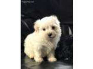 Havanese Puppy for sale in Bronx, NY, USA