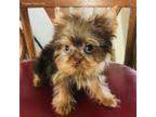 Yorkshire Terrier Puppy for sale in Weirsdale, FL, USA