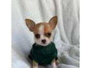 Chihuahua Puppy for sale in Fayetteville, AR, USA