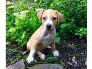 American Bulldog Puppy for sale in Quarryville, PA, USA