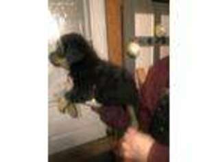 Rottweiler Puppy for sale in New Castle, IN, USA