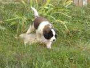 Saint Bernard Puppy for sale in Waterford, ME, USA