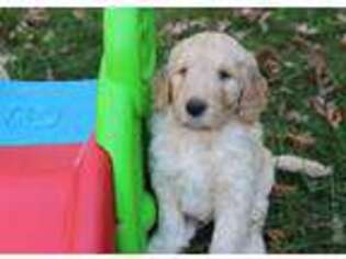 Goldendoodle Puppy for sale in South Haven, MN, USA