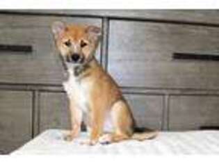 Shiba Inu Puppy for sale in Spencer, NC, USA