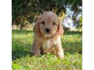 Cavapoo Puppy for sale in Owatonna, MN, USA