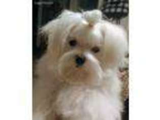 Maltese Puppy for sale in Buffalo, MN, USA