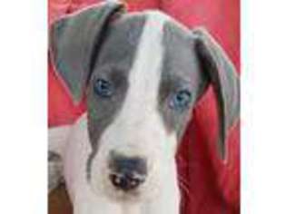 Great Dane Puppy for sale in Fort Smith, AR, USA