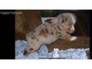 Miniature Australian Shepherd Puppy for sale in Deville, LA, USA