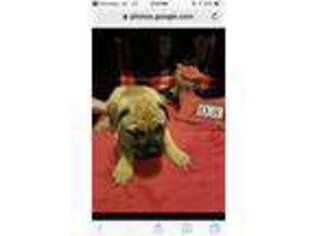 Bullmastiff Puppy for sale in Eatonville, WA, USA