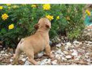French Bulldog Puppy for sale in Oswego, KS, USA