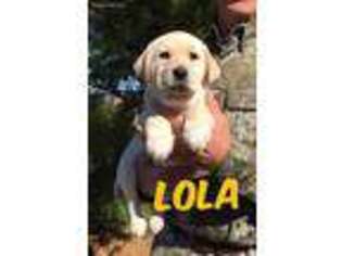 Labrador Retriever Puppy for sale in Litchfield, MN, USA