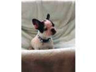 French Bulldog Puppy for sale in Warren, MI, USA