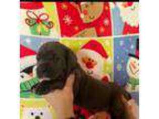 Cane Corso Puppy for sale in Asheville, NC, USA