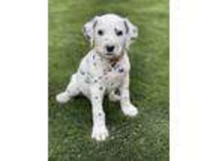 Dalmatian Puppy for sale in Sacramento, CA, USA