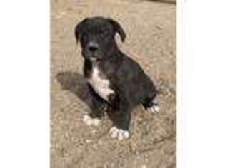 Mutt Puppy for sale in Avondale, CO, USA