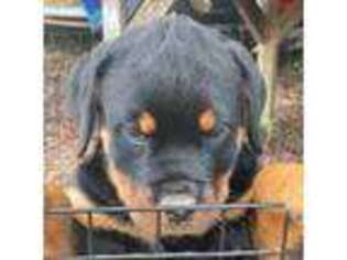 Rottweiler Puppy for sale in Greer, SC, USA