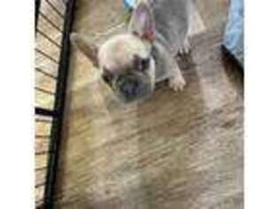 French Bulldog Puppy for sale in Dayton, NV, USA