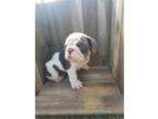 Bulldog Puppy for sale in Amarillo, TX, USA