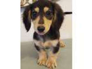 Dachshund Puppy for sale in Tobaccoville, NC, USA