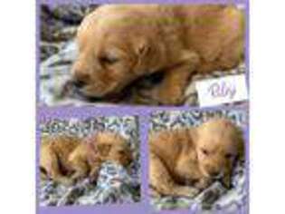 Golden Retriever Puppy for sale in Maysville, KY, USA