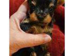 Yorkshire Terrier Puppy for sale in Maumelle, AR, USA