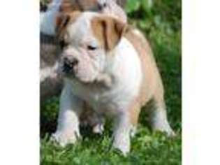 Olde English Bulldogge Puppy for sale in Anderson, IN, USA