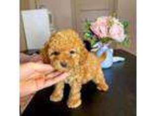 Goldendoodle Puppy for sale in Cherry Hill, NJ, USA
