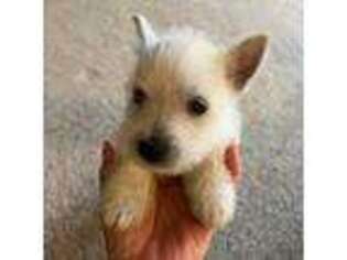 West Highland White Terrier Puppy for sale in Greensboro, NC, USA
