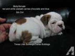 Bulldog Puppy for sale in MESQUITE, TX, USA